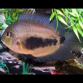 Uaru Amphiacanthoides 3-4 cm 9,50 €