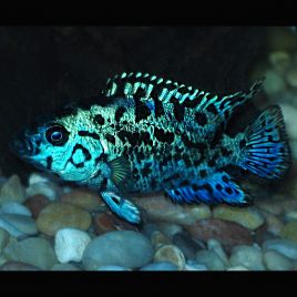 Vente En Ligne Aquariophilie Aquariofil Poisson Dor