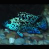 Rocio Octofaciatum électric blue jack dempsey 