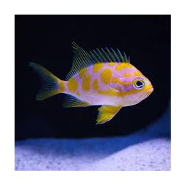 Odanthias borbonius 5-6 cm 295,00 €