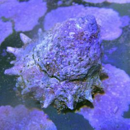 Astralium SP 2-3 cm - escargots mangeurs d'algues 1-2cm