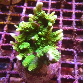 Bouture Montipora Stellata vert fluo 24,00 €