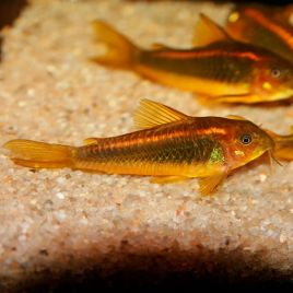 Corydoras gold strip peru 12,50 €