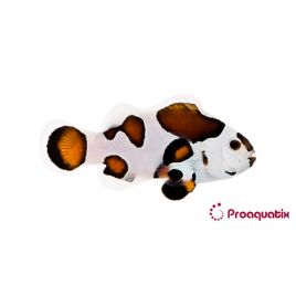 Amphiprion Ocellaris "Mocha Storm" 49,50 €