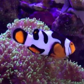 Amphiprion Percula "Extreme picasso" 3-4 cm 65,00 €