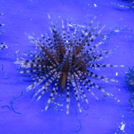 Echinotrix calamaris - Oursin à longues épines rayées 5-8 cm