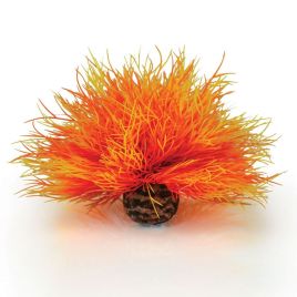 biOrb Lys de mer flamme 11,95 €