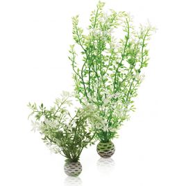 biOrb Set de deux plantes hivernales 11,95 €