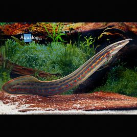 Mastacembelus erythrotaenia - Anguilles de feu 12-15cm