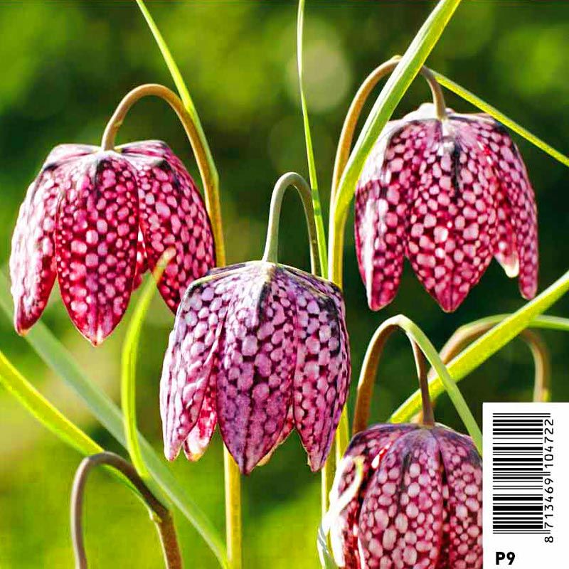 Fritillaria Meleagris Mix - Fritillaire Oeuf De Pintade 3,50