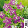 Geranium palustris - géranium des marais