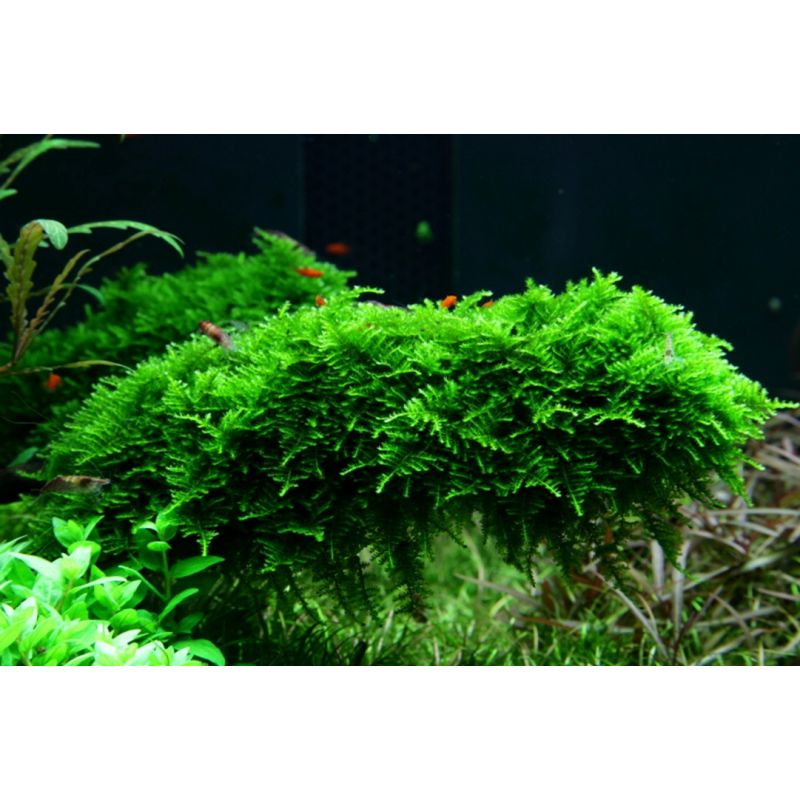 Mousse/Vesicularia De Java Dans L'aquarium Image stock - Image du
