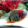 Heros efasciatus rouges F1 4-5 cm superbes lot de 2