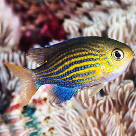 Chromis vanderbilti (lot de 4) 37,90 €