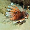 Pterois volitans : 6 à 8 cm  