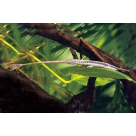 Farlowella Acus 8-10 cm 12,00 €