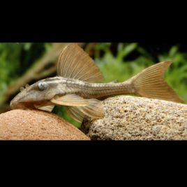 Hypostomus soniae - L137  37,50 €