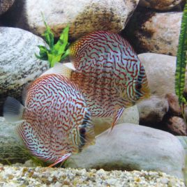 Discus German Wonder 10cm MAGNIFIQUE 67,50 €