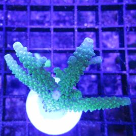 Bouture Acropora formosa vert  27,50 €