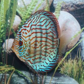 Discus Turquoise Brillant 12 cm le lot de 2 169,50 €