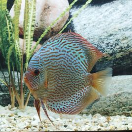 Discus Snake Skin bleus Stendker d'élevage Allemand 12 cm  89,50 €