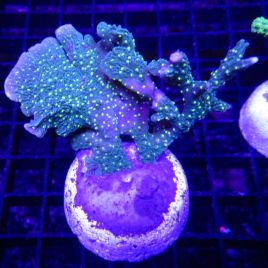 Bouture Montipora Hirsuta polypes verts 27,50 €