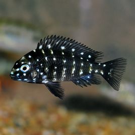 Tropheus Duboisi 3-4cm  14,50 €