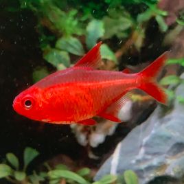 Hyphessobrycon sp red cherry 3-4 cm lot de 5 RARE 35,00 €