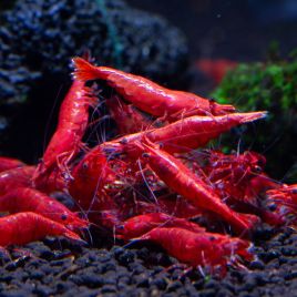 Neocaridina heteropoda - Red fire  4,50 €