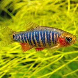 Danio-Rasbora erythromicron (rasbora tigrés) lot de 3 10,00 €