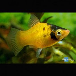 Xiphophorus maculatus Platys Batman lot de 10