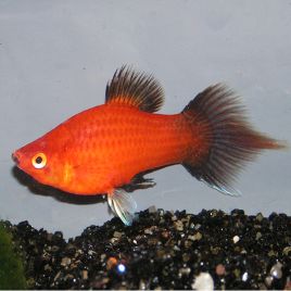 Xiphophorus maculatus platy spitz rouge lot de 3