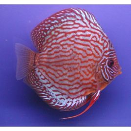 Discus Turquoise rouge Stendker d'élevage Allemand 5 cm 24,50 €