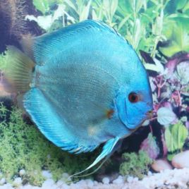 Discus Diamants bleus Stendker d'élevage Allemand 8 cm  47,50 €