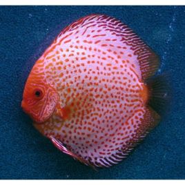 Discus White Leopard 8 cm 49,50 €