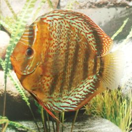 Discus Téfé Stendker 8 cm  49,50 €