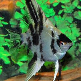 Pterophyllum scalare dalmatiens 6-8cm lot de 2