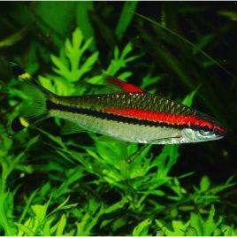 Sahyadria denisonii 'puntius denisonii)-Barbus torpille 4-5 cm 9,50 €