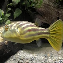 Tetraodon Fahaka / Lineatus lot de 2