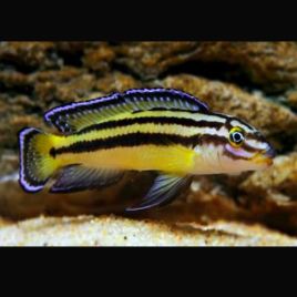 Julidochromis Regani Kippili 4-6cm lot de 5 37,50 €