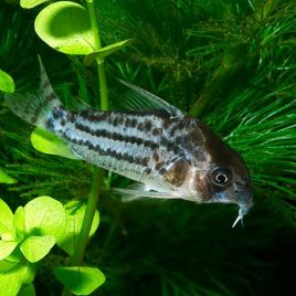 Corydoras Schwartzi 3-4cm lot de 2                