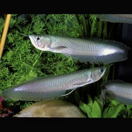 Osteoglossum bicirrhosum Arowanas argentée 15-17 cm