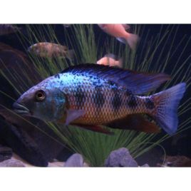 Fossorochromis Rostratus 14-15 cm le couple 