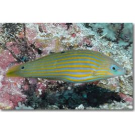 Halichoeres Melanurus juvénile 5-7 cm 31,50 €