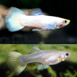 lot de 3 couples guppy full white