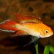 Apistogramma agassizi red Fire XL