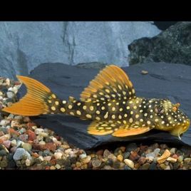 Scobiancistrus aureatus L014 -sunshine pleco 20-25cm