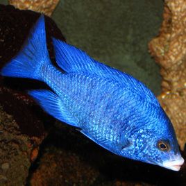 Placidochromis mdoka 7-8cm