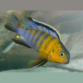 Tropheops Macrophtalmus Red Cheek le couple 8-10cm 19,50 €