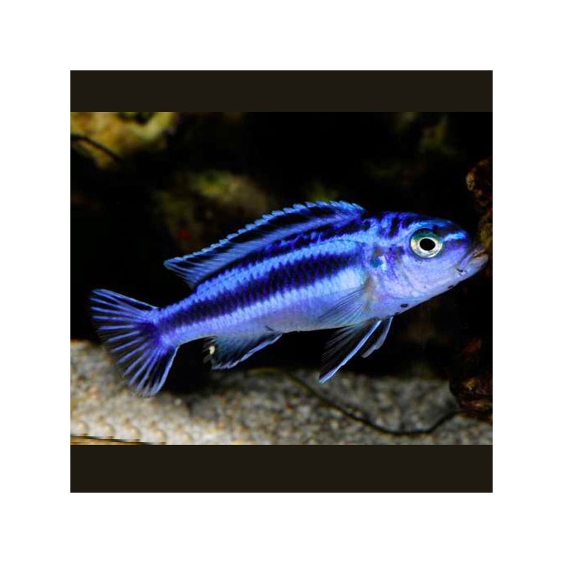 Melanochromis Maingano - Pseudotropheus cyaneorhabdos 4-5cm 8,50